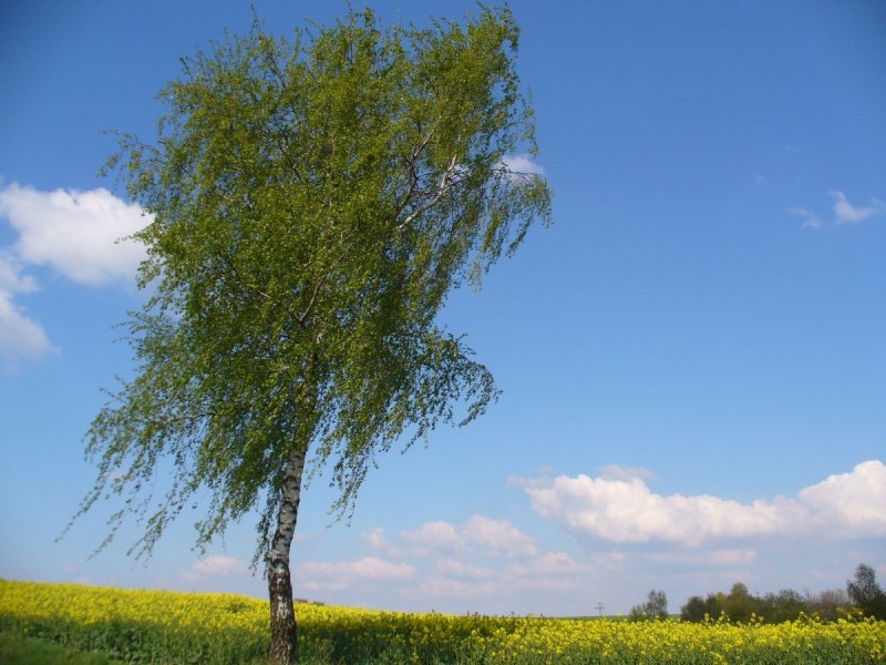 Береза летом