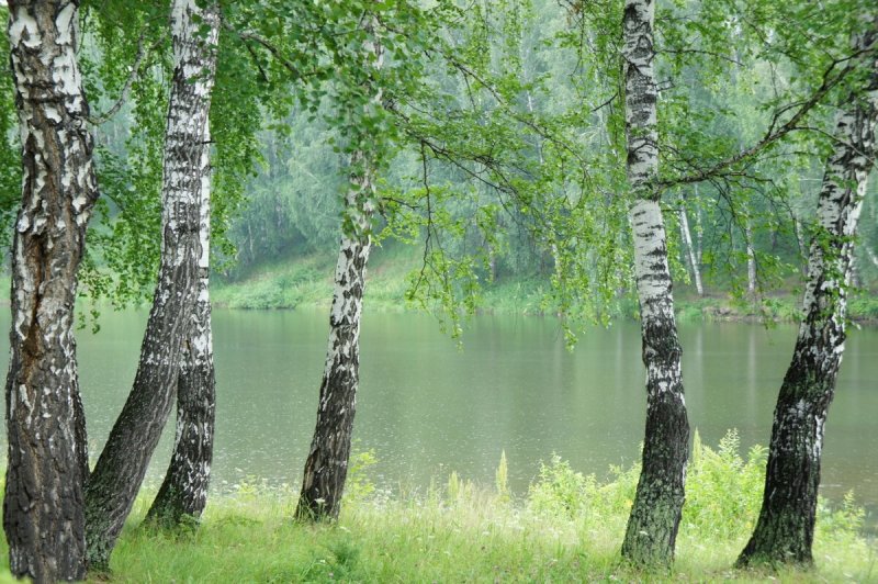 Россия Березки тополя