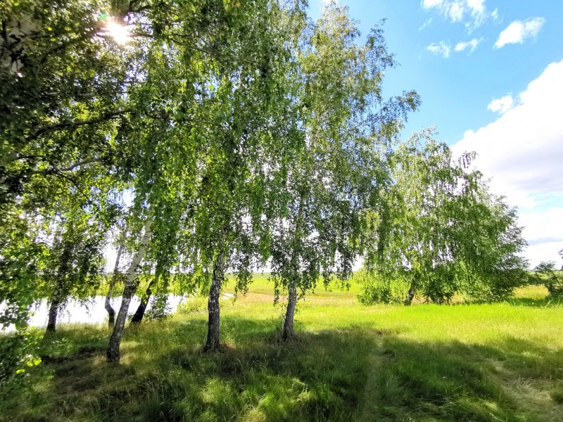 Береза бородавчатая