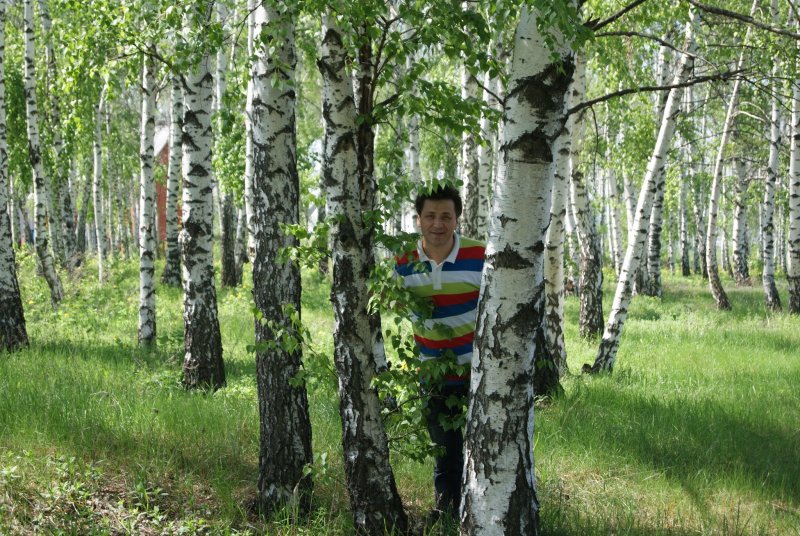Верхняя Тишанка Березовая роща береза