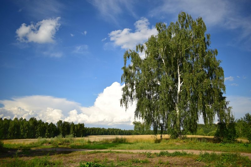 Березка в поле
