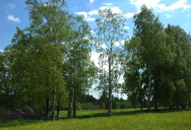 Береза дерево ХМАО
