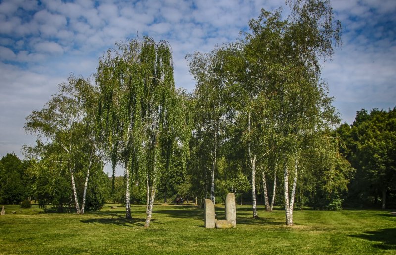 Белоствольная береза