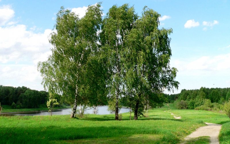 Березовая роща береза повислая
