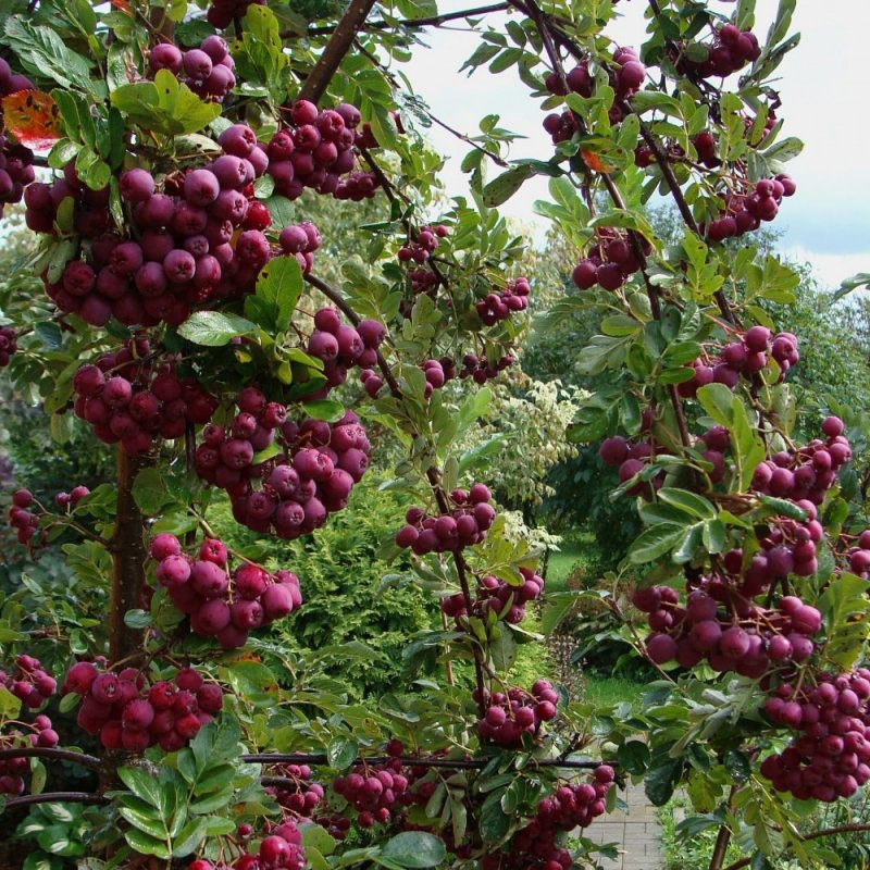 Рябина `Гранатная`, Sorbus `Granatnaja`
