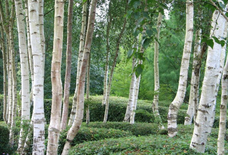 Береза (Betula)