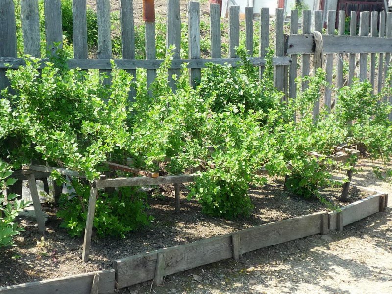 Голубика, смородина, крыжовник кусты