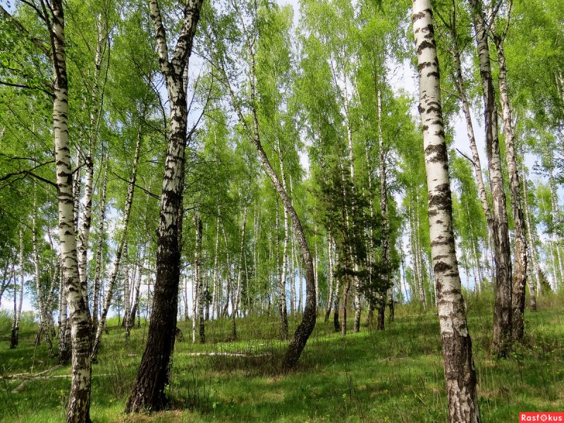 Майские березы