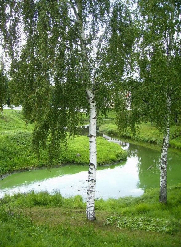 Березонька березонька