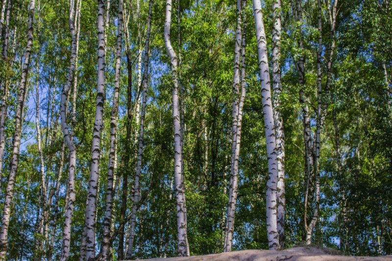 Берёза the Birch