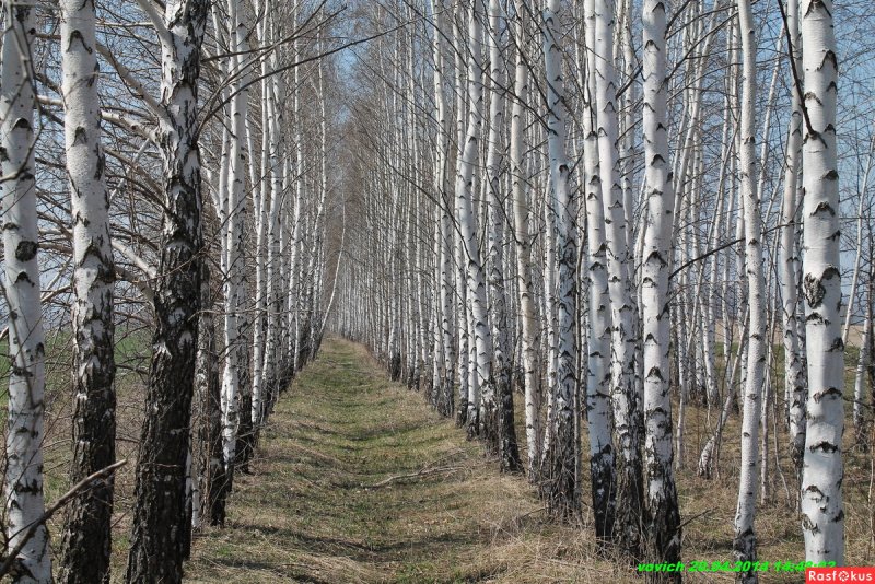 Тонкоствольная береза
