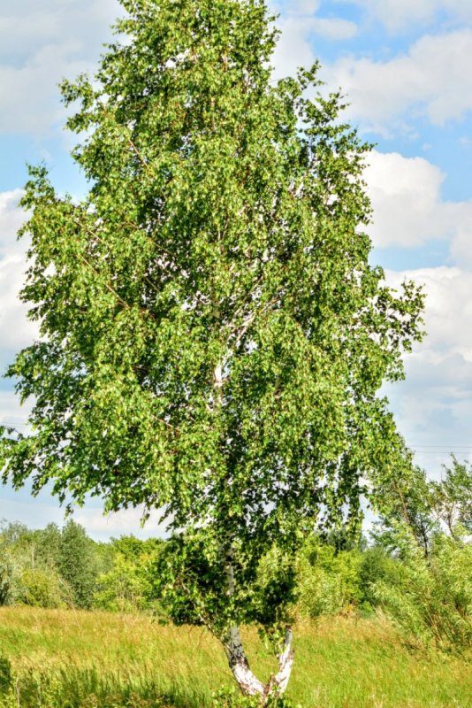 Берёза тополелистная