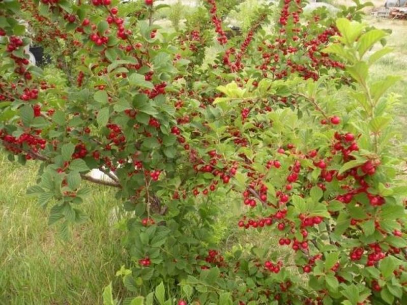 Войлочная вишня куст