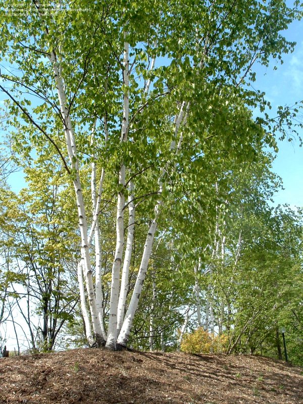 Родина Березки