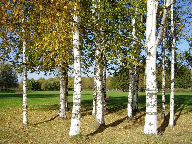 Берёза the Birch