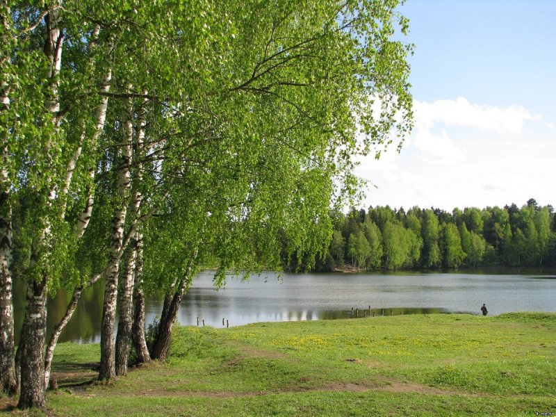 Березовая роща