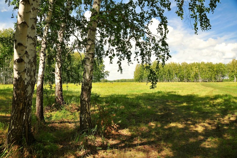 Лес Чебаркуль березовый Полянка