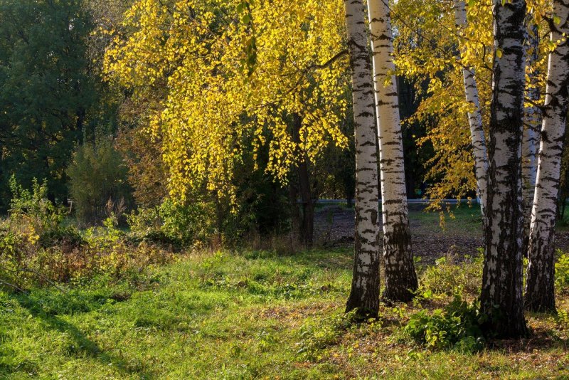 Берёза кустарниковая осенью