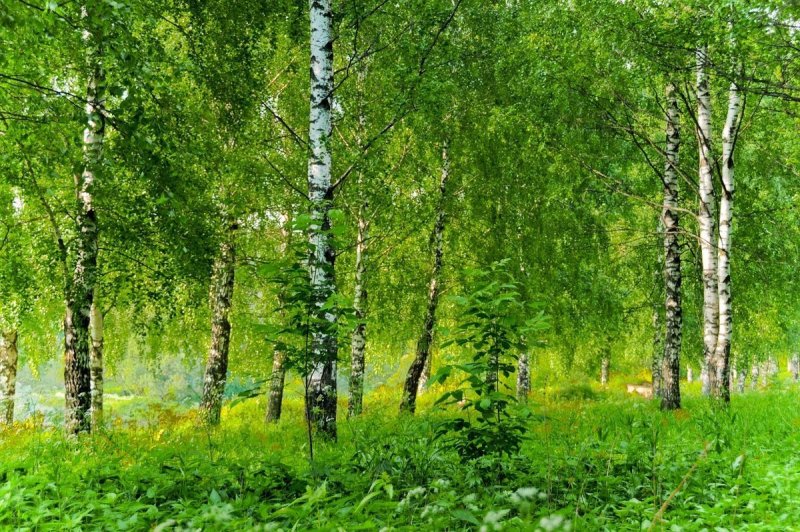 Березовая роща Рязань