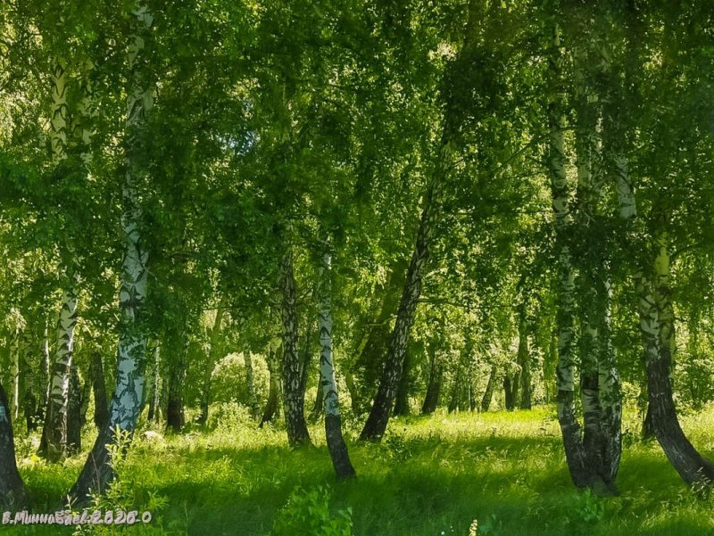 Лес Березовая роща