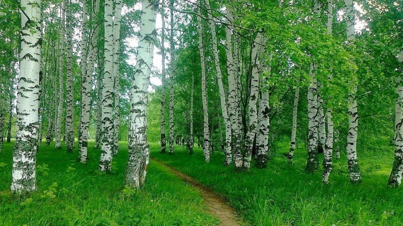 Берёзовая роща Кунгур