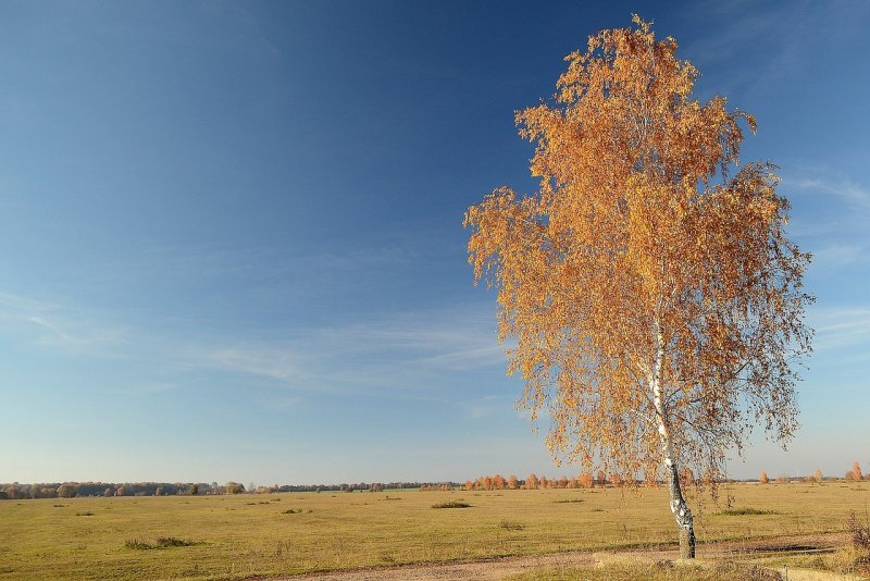 Осень березы