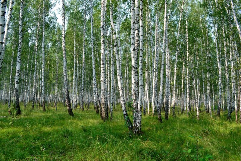 Березовая роща Самара