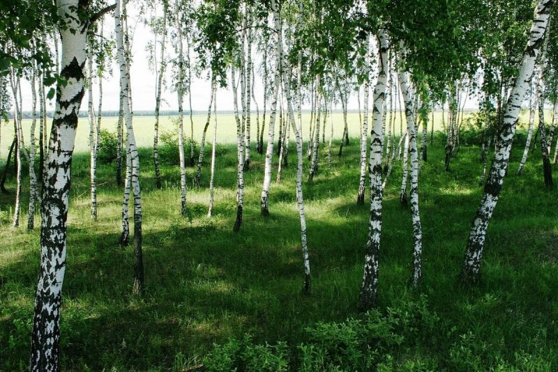 Береза в Удмуртии
