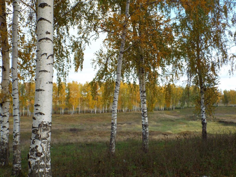 Русская береза