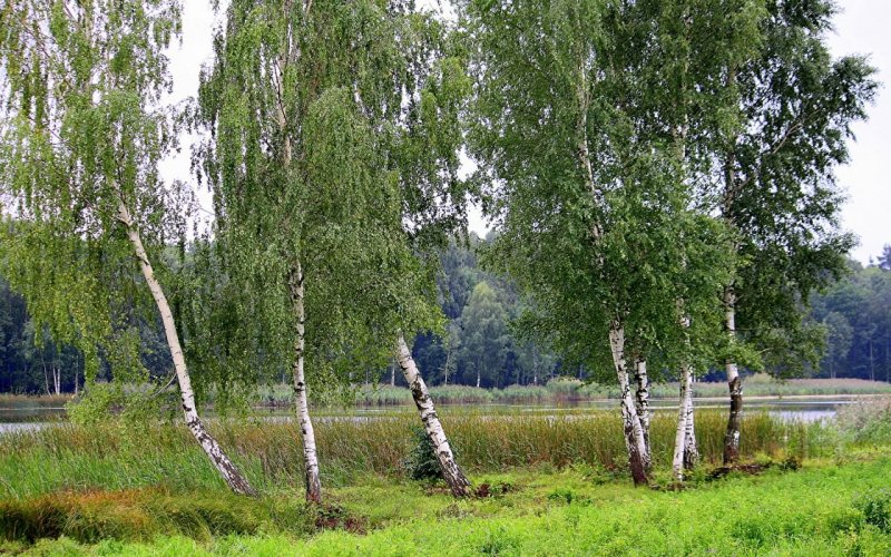 Берёза повислая у реки