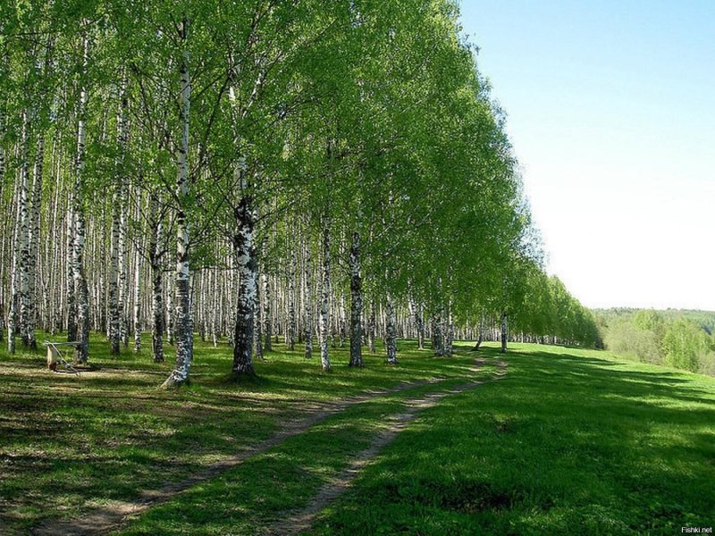 Березовая роща Ярославль