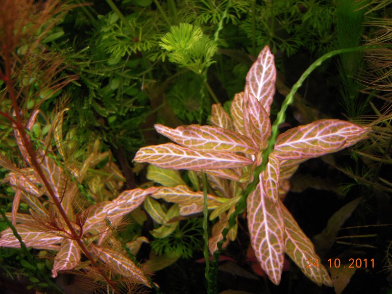 Гигрофила розанервиг (Hygrophila polysperma Rosanervig)