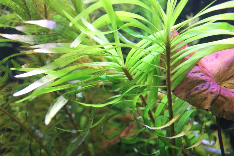 Гигрофила розанервиг (Hygrophila polysperma Rosanervig)