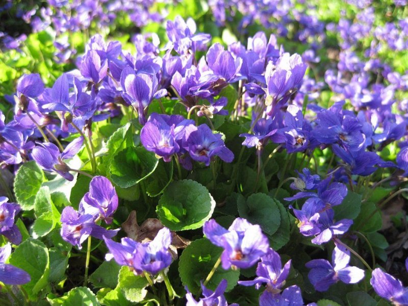 Viola odorata фиалка душистая
