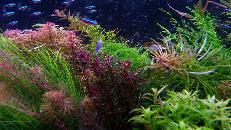 Гигрофила розанервиг (Hygrophila polysperma Rosanervig)