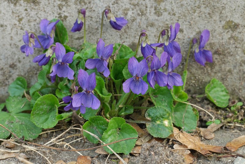 Фиалка душистая (Viola odorata `Konigin Charlotte`)