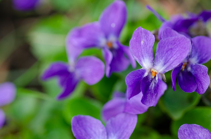 Viola odorata фиалка душистая