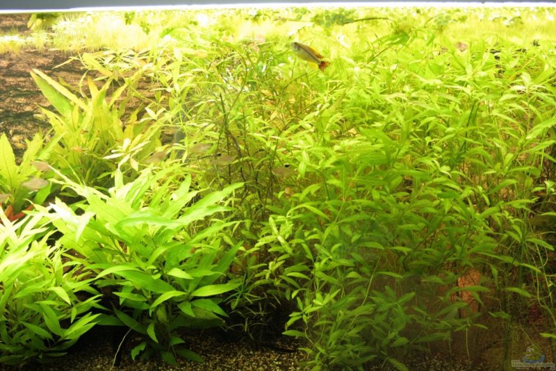 Гетерантера остролистная (Heteranthera zosterifolia)