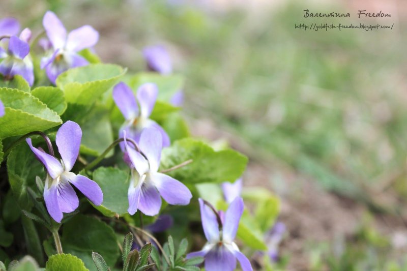 Viola odorata 'Sweet Violet'