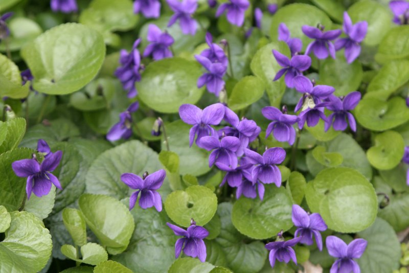 Фиалка душистая (Viola odorata `Konigin Charlotte`)