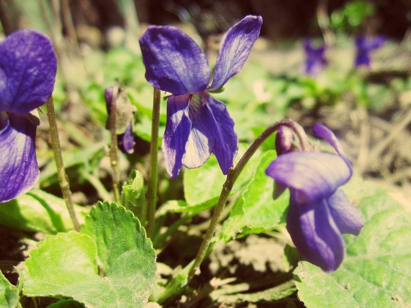 Violet Viola