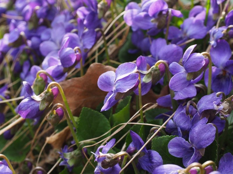 Viola odorata l. фиалка душистая
