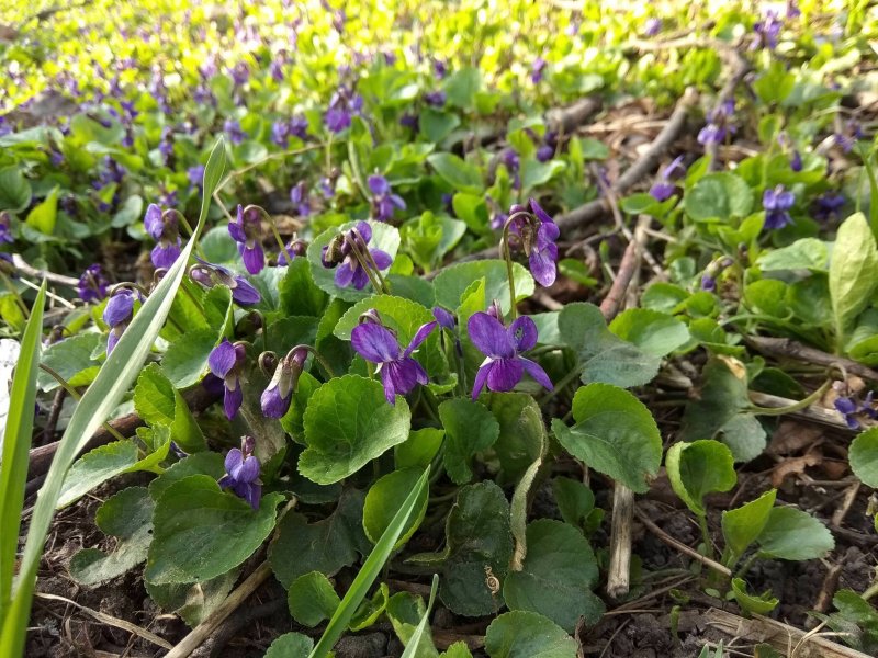 Viola odorata l. фиалка душистая