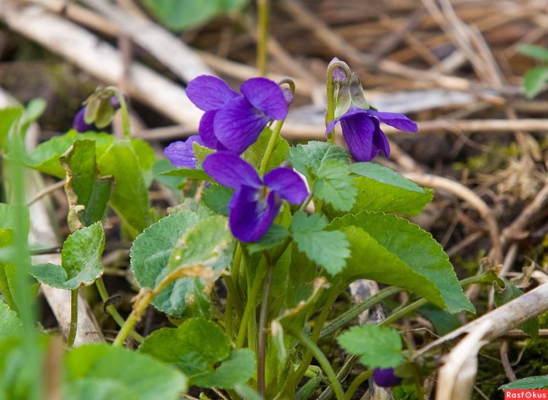 Фиалка душистая (Viola odorata `Konigin Charlotte`)