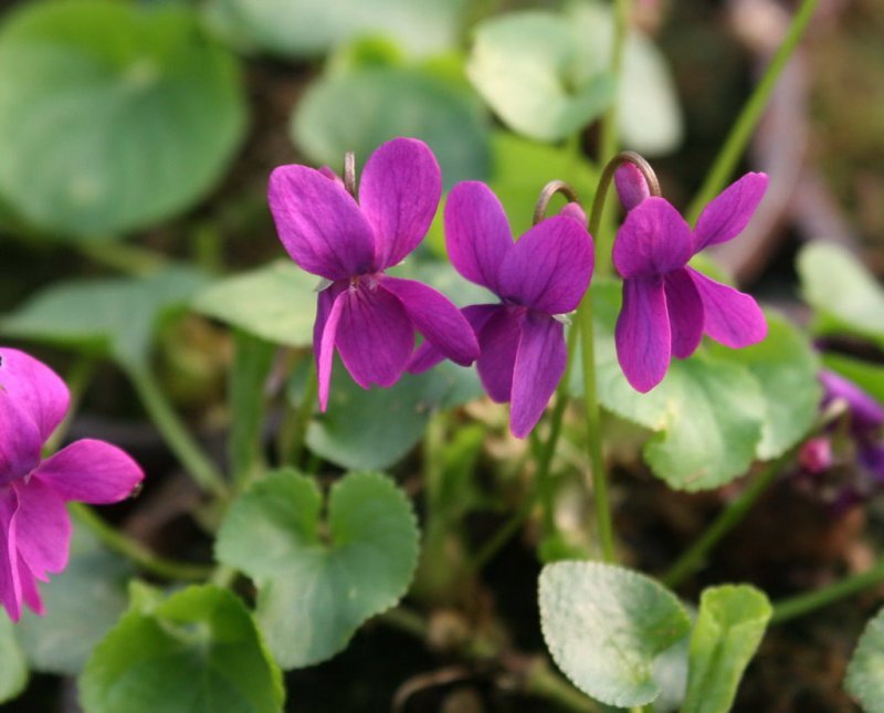 Viola odorata фиалка душистая