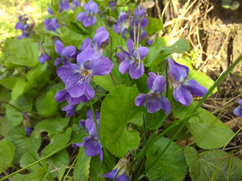 Viola odorata