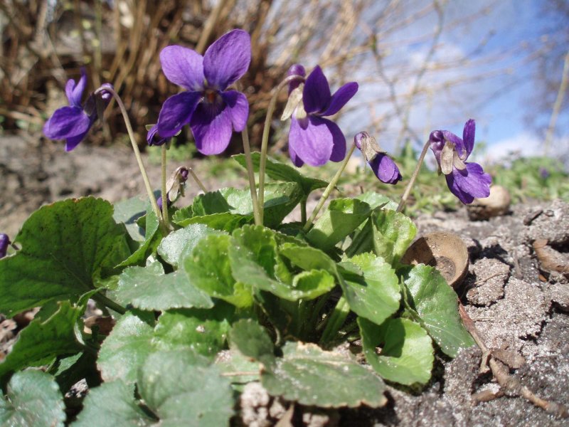 Viola odorata фиалка душистая