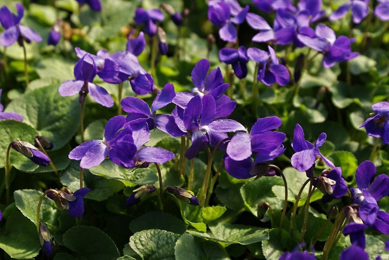 Viola odorata фиалка душистая