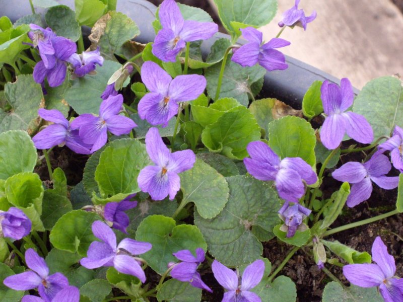 Виола odorata
