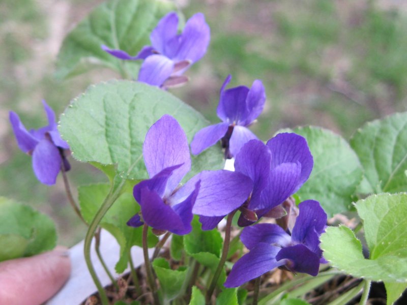 Виола odorata